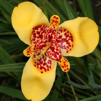 Tigrídia zlatožltá - Tigridia Aurea - hľuzy tigrídie - 3 ks