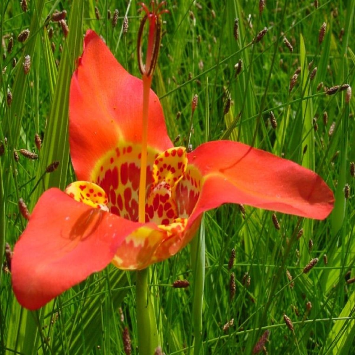 Tigrídia červená - Tigrida Speciosa - hľuzy tigrídie - 3 ks