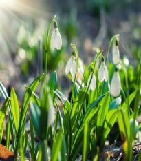 Snežienka Woronova - Galanthus woronii - cibuľoviny - 3 ks