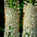 Fakľa úzkolistá Robustus - Eremurus - koreňové hľuzy - 1 ks