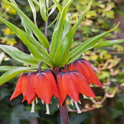 Korunkovka kráľovská červená - Fritillaria imperialis rubra - cibuľoviny - 1 ks