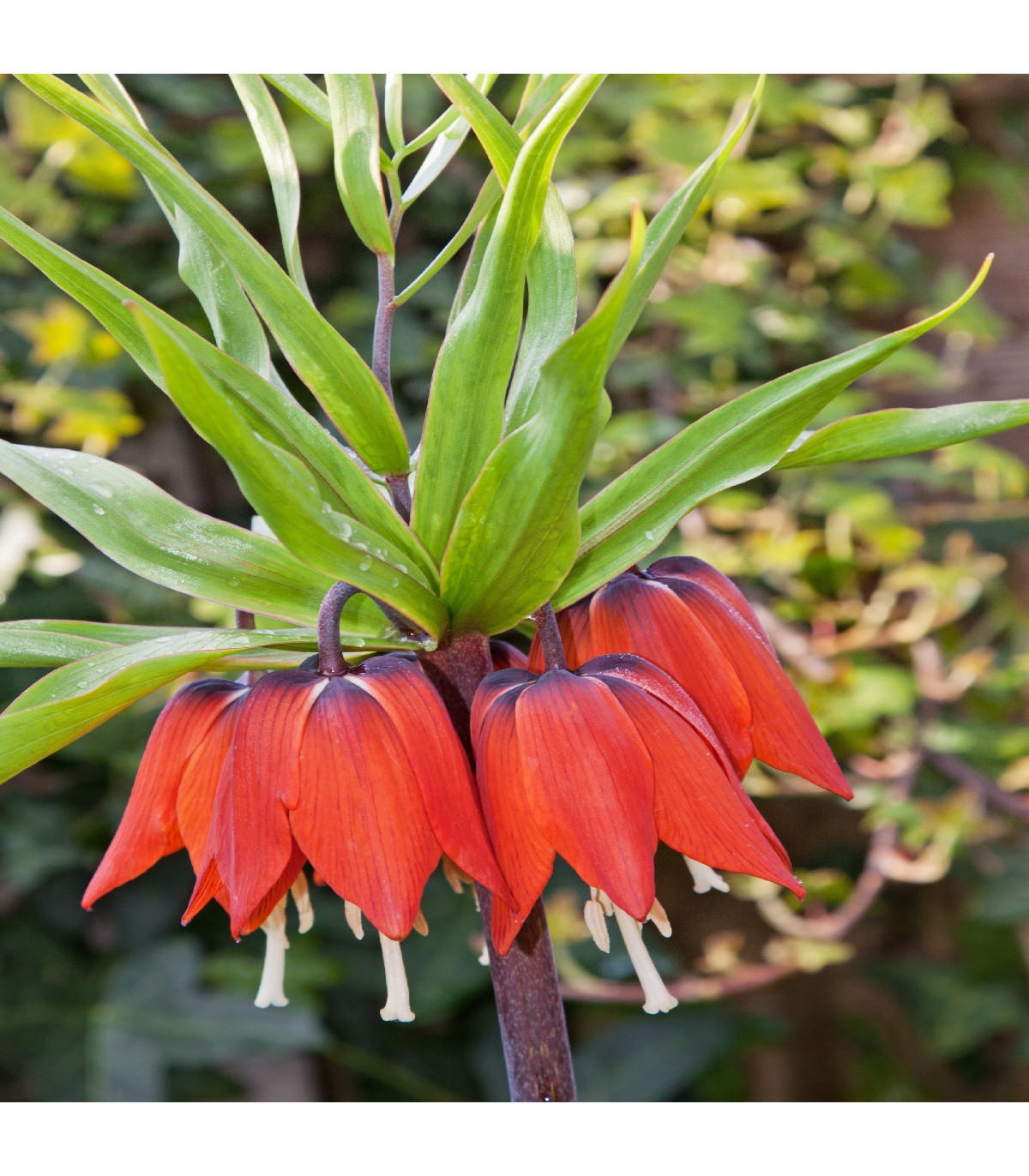 Korunkovka kráľovská červená - Fritillaria imperialis rubra - cibuľoviny - 1 ks