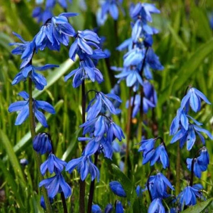 Scila sibírska - Scilla siberica - cibule scily - 3 ks