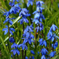 Scila sibírska - Scilla siberica - cibule scily - 3 ks