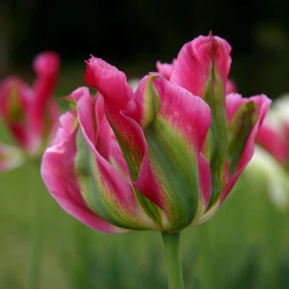 Tulipán Groenland - Tulipa - cibuľoviny - 3 ks