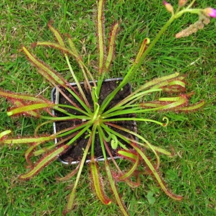 Rosnatka červená - Drosera capensis Giftberg - predaj semien - 15 ks