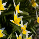 Tulipán neskorý Tarda - Tulipa - cibuľoviny - 3 ks