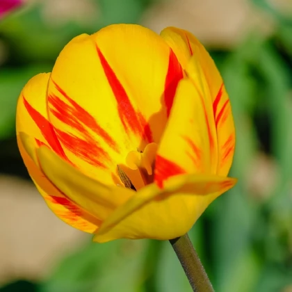 Tulipán Washington - Tulipa Washington - cibuľoviny - 3 ks