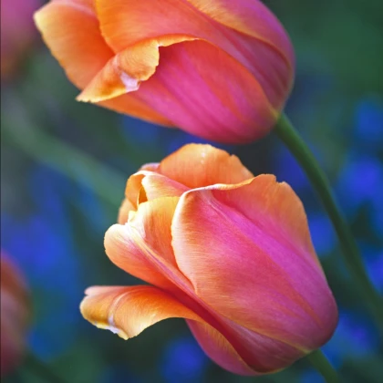 Tulipán Dordogne - Tulipa Dordogne - cibuľoviny - 3 ks