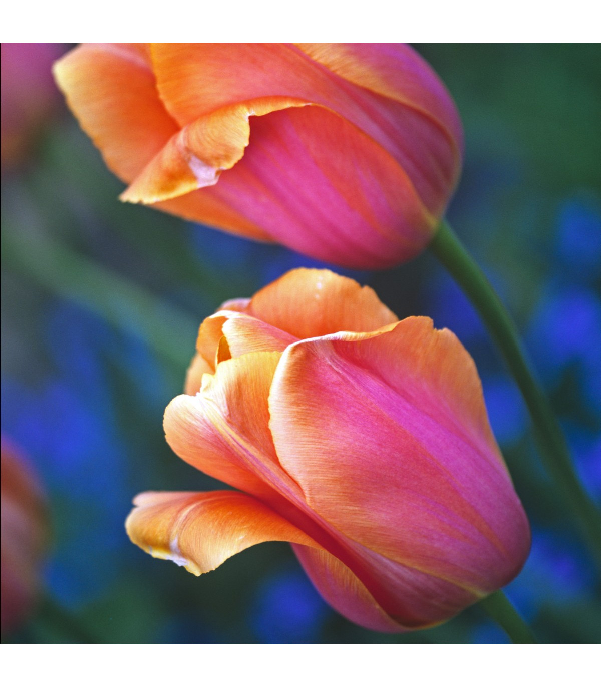 Tulipán Dordogne - Tulipa Dordogne - cibuľoviny - 3 ks