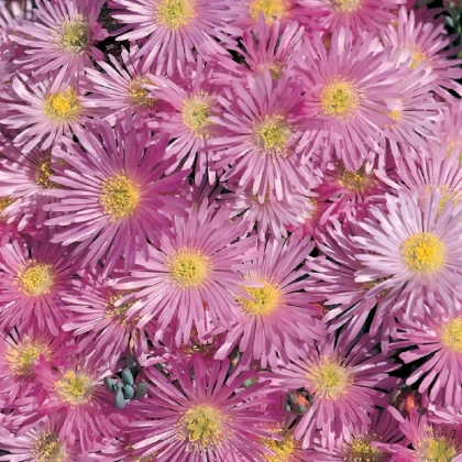 Lampranthus ružový - Lampranthus filicaulis - semená lamparantu - 10 ks
