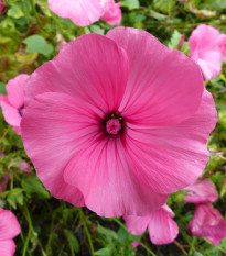 Slezovec trojmesačný Regis Ruby - Lavatara trimestris - semená slezovca - 50 ks