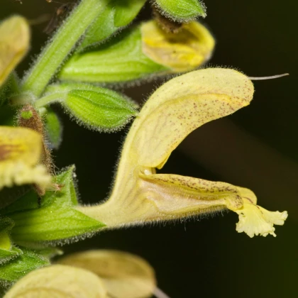 Šalvia žltá lepkavá - Salvia glutinosa - semená šalvie - 20 ks
