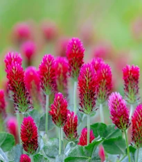 Ďatelina červenkastá - Trifolium rubens - predaj semien - 50 ks