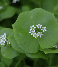 BIO Klajtónia zimná - Claytonia perfoliata - bio semená klajtónie - 100 ks