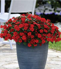 Netýkavka Beacon Bright Red F1 - Impatiens walleriana - semená netýkavky - 15 ks