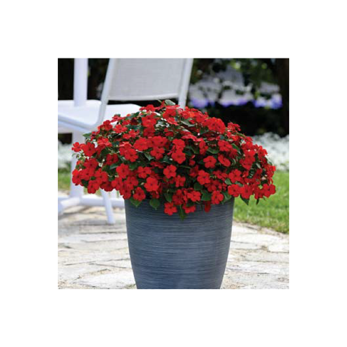 Netýkavka Beacon Bright Red F1 - Impatiens walleriana - semená netýkavky - 15 ks