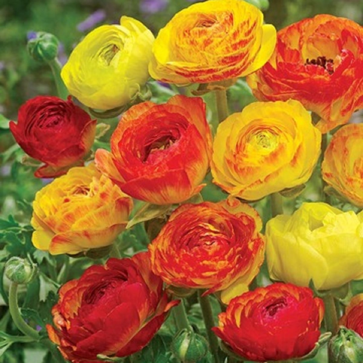 Iskerník plnokvetý Picotee oranžový - Ranunculus asiaticus - hľuzy iskerníkov - 3 ks