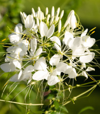 Kleoma tŕnistá biela - Cleome houtteana - semená kleomy - 10 ks