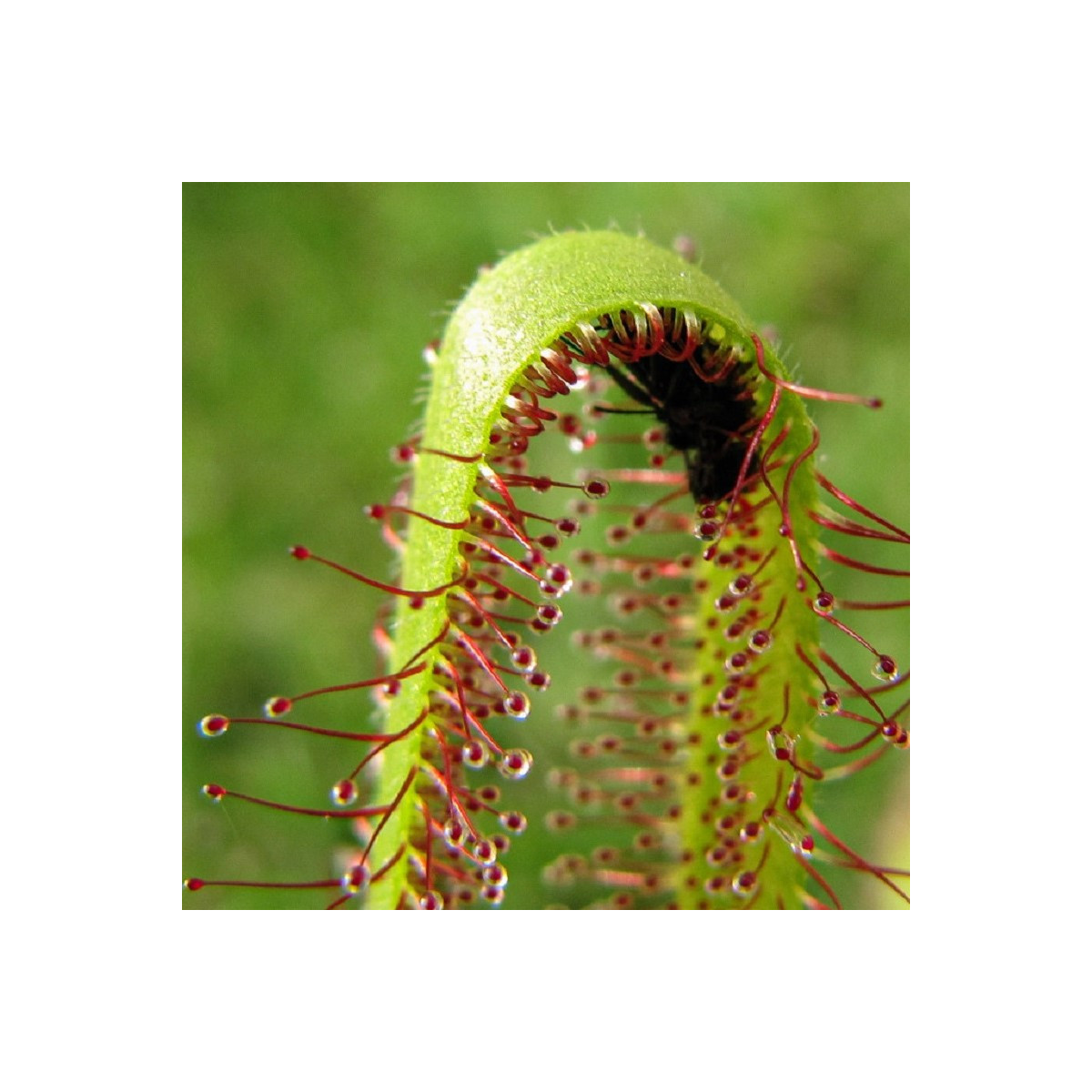 Rosička kapská Vogelgat NR - Drosera capensis - semená rosičky - 15 ks