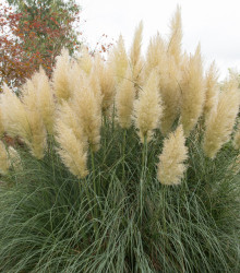 Pampová tráva strieborná - Cortaderia selloana - semená pampovej trávy - 10 ks