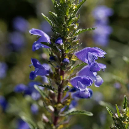 BIO Včelník moldavský - Dracocephalum moldavica - semená včelníka - 150 ks