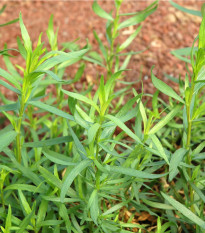 BIO palina dračia - Artemisia dracunculus - bio semená paliny - 500 ks
