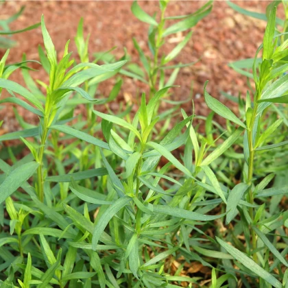 BIO palina dračia - Artemisia dracunculus - bio semená paliny - 0,1 g