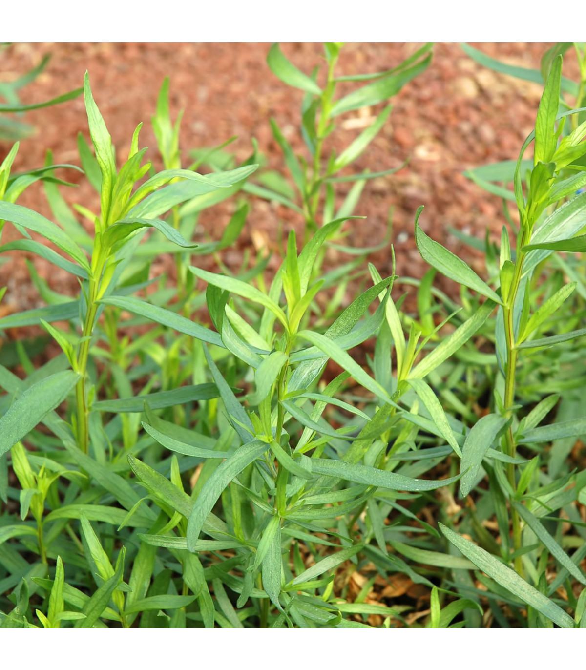 BIO palina dračia - Artemisia dracunculus - bio semená paliny - 0,1 g