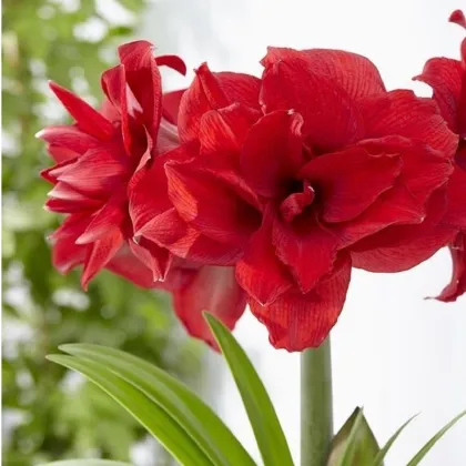 Zornica plnokvetá Amarantia - Hippeastrum - cibuľa zornice - 1 ks