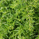 BIO saturejka záhradná - Satureja hortensis - bio semená saturejky - 600 ks