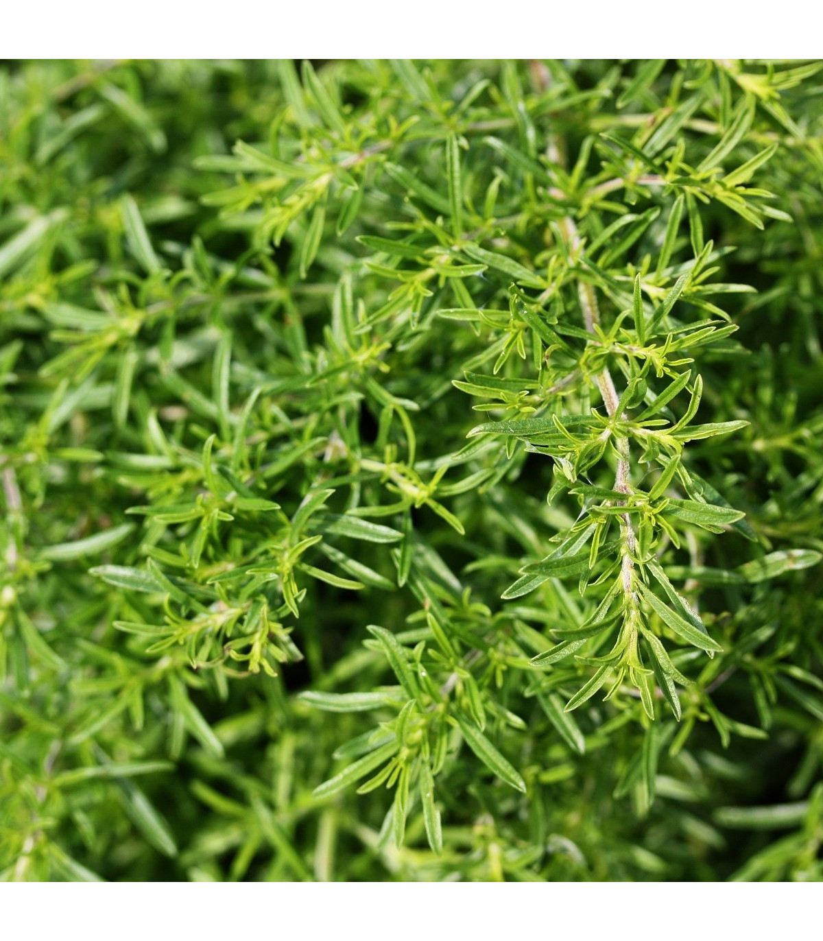BIO saturejka záhradná - Satureja hortensis - bio semená saturejky - 600 ks