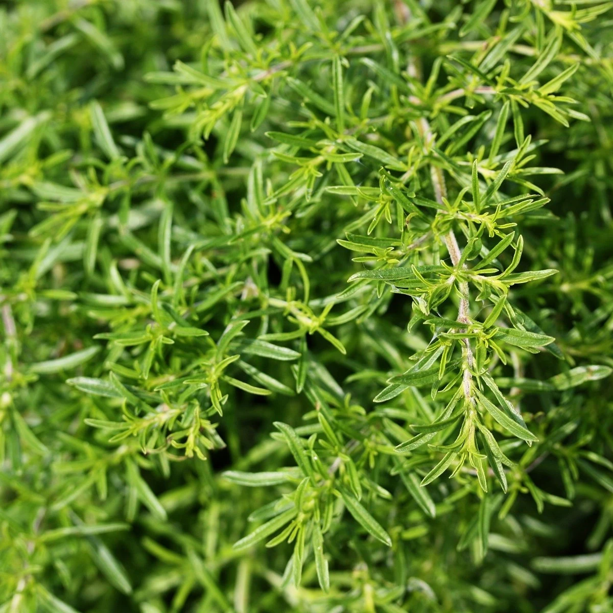 BIO saturejka záhradná - Satureja hortensis - bio semená saturejky - 600 ks