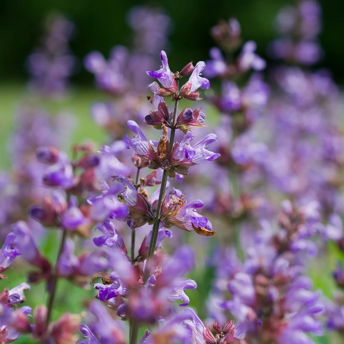 BIO šalvia lekárska - Salvia officinalis - bio semená šalvie - 30 ks