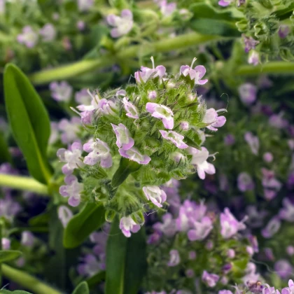 Saturejka záhradná - Satureja hortensis - semená saturejky - 300 ks