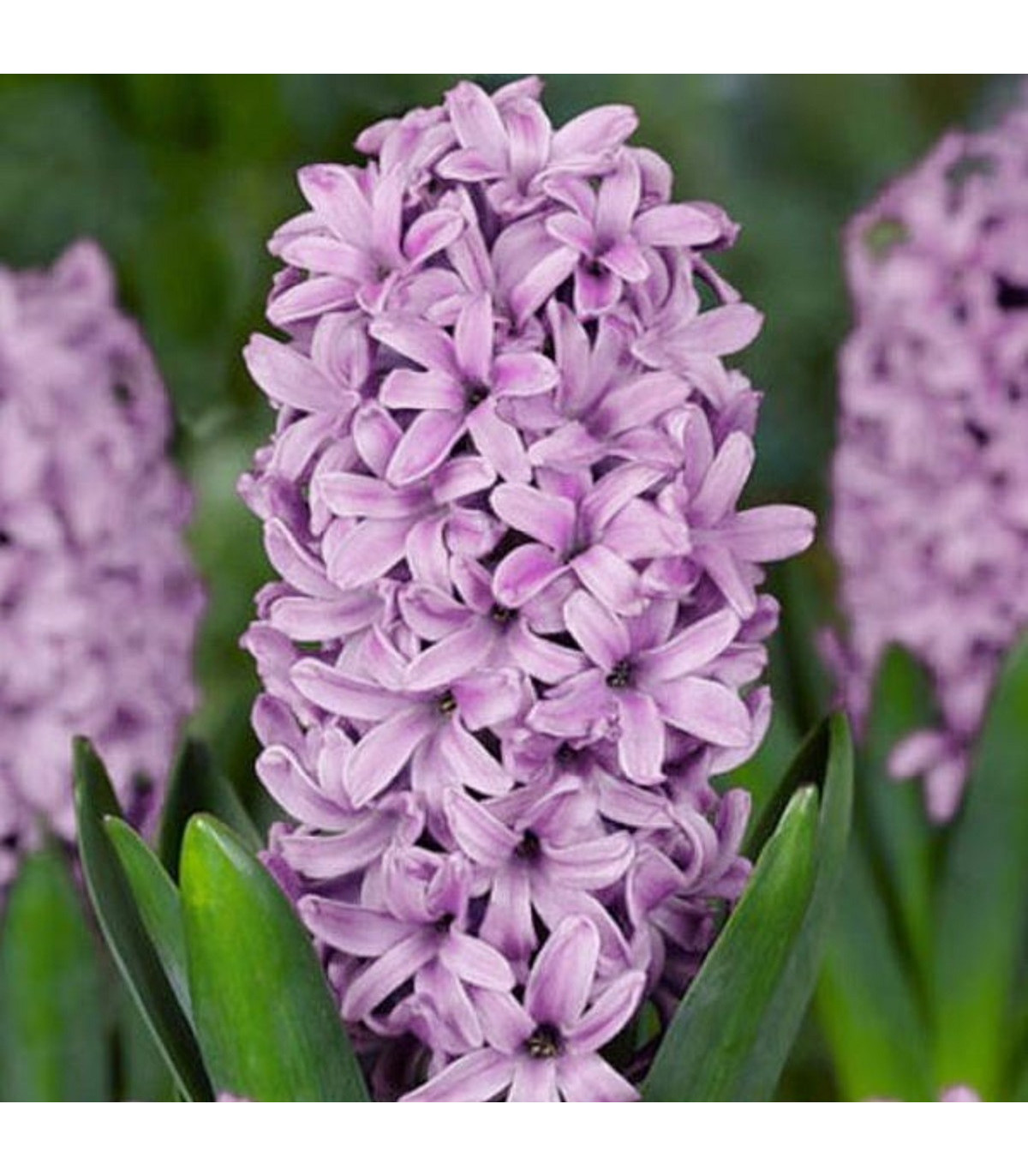 Hyacint Splendid Cornelia - Hyacinthus - cibuľa hyacintu - 1 ks