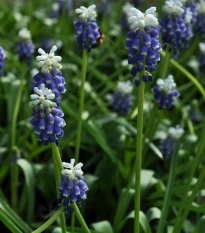 Modrica Touch of snow - Muscari armeniaca - cibuľa modrice - 5 ks