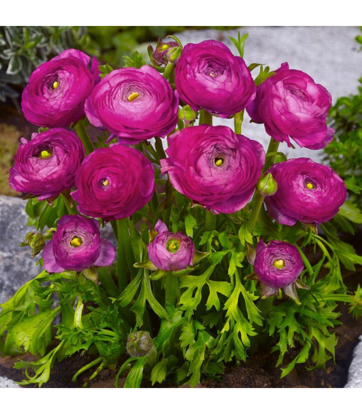 Iskerník plnokvetý fialový - Ranunculus asiaticus - hľuzy iskerníkov - 3 ks