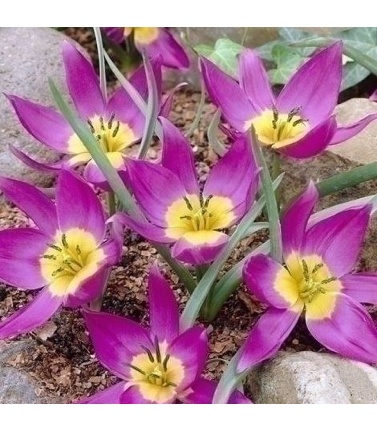 Tulipán Eastern Star pulchella - Tulipa - cibule tulipánov - 3 ks