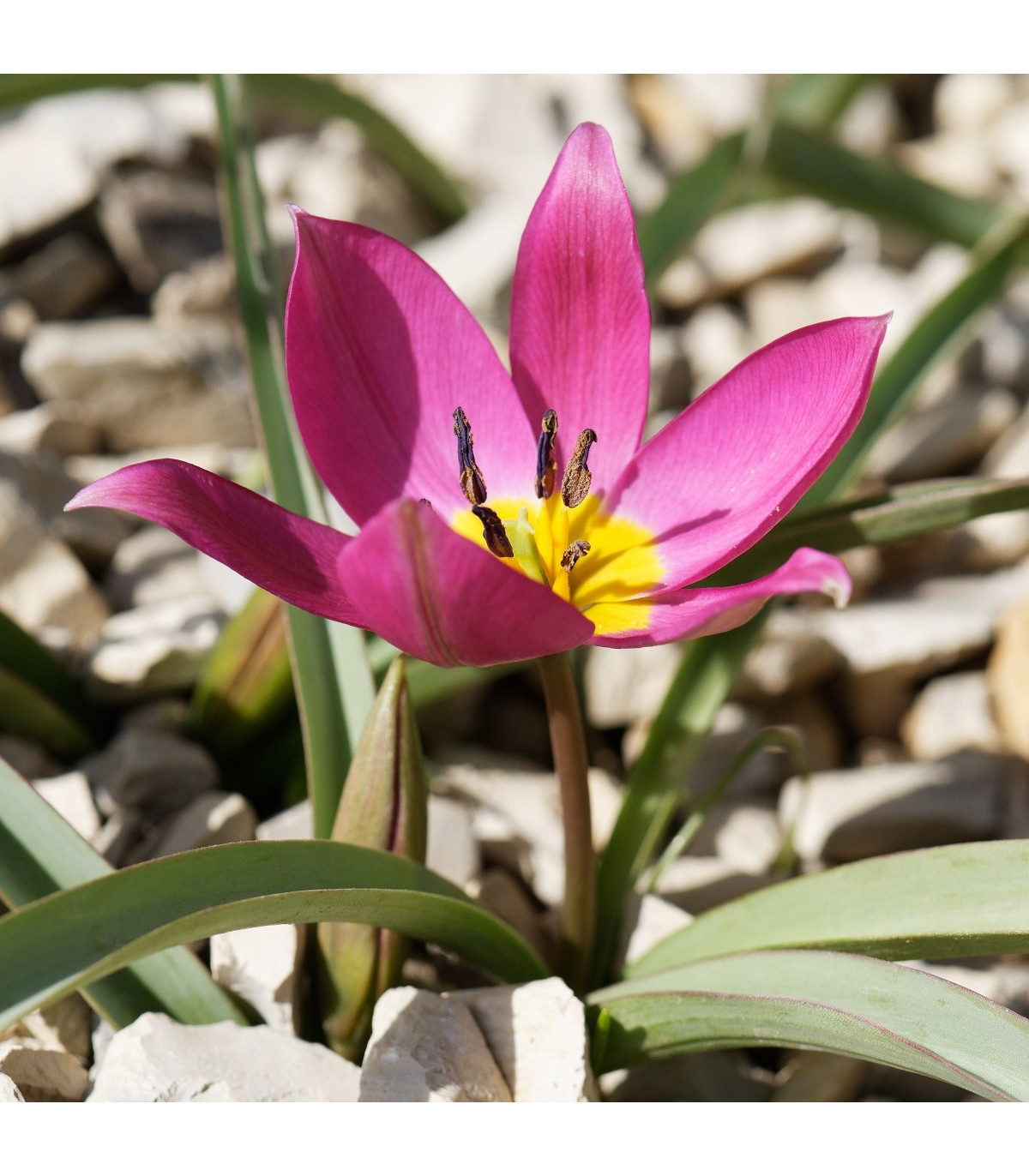 Tulipán Eastern Star pulchella - Tulipa - cibule tulipánov - 3 ks