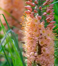 Fakľa Romance - Eremurus - hľuzy fakle - 1 ks