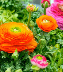 Iskerník plnokvetý oranžový - Ranunculus asiaticus - hľuzy iskerníka - 3 ks