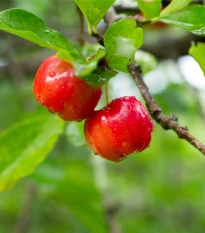 Barbadoská čerešňa - Malpighia glabra - semená čerešne - 4 ks