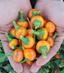 Chilli Korál oranžovej - Capsicum annuum - semená chilli - 15 ks