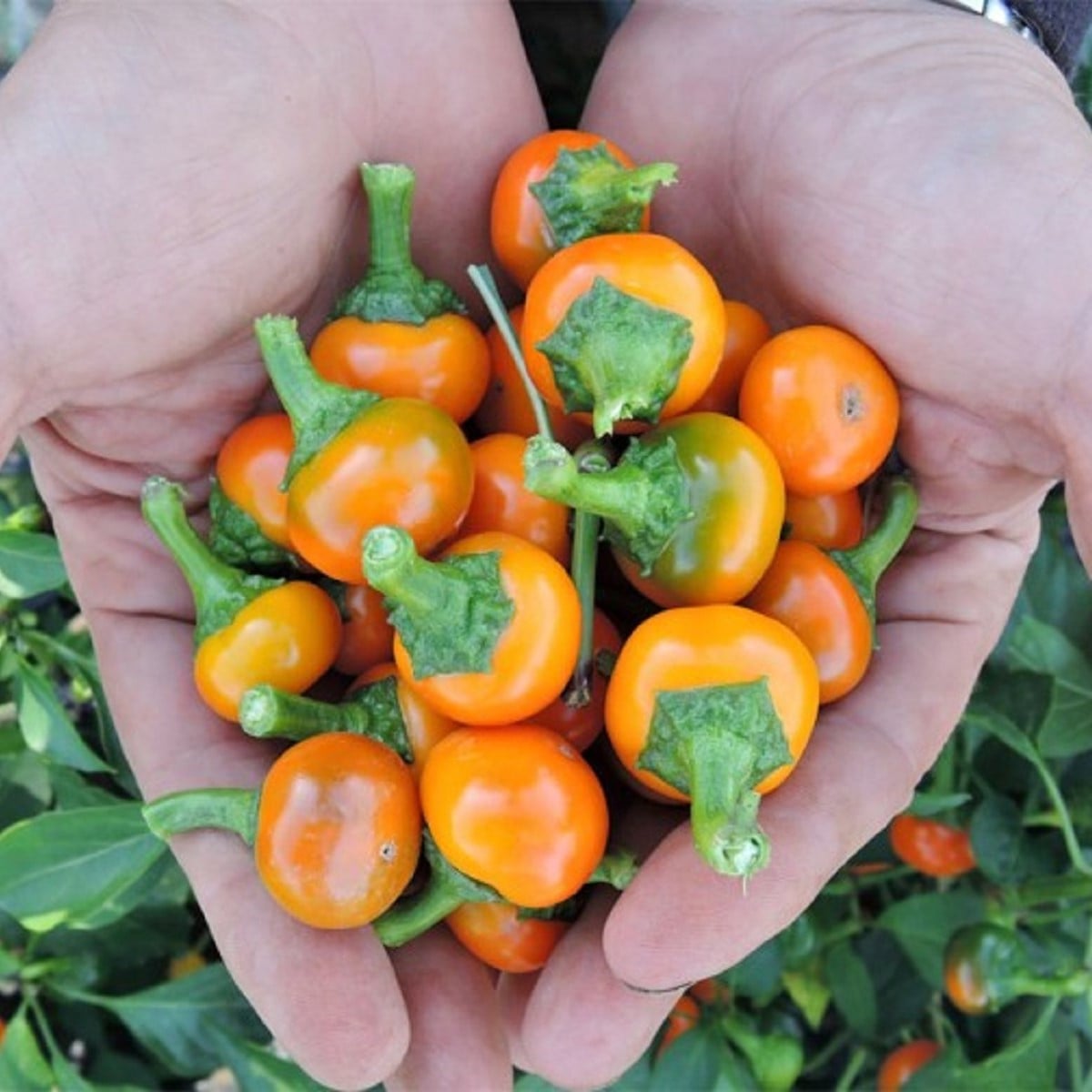 Chilli Korál oranžovej - Capsicum annuum - semená chilli - 15 ks