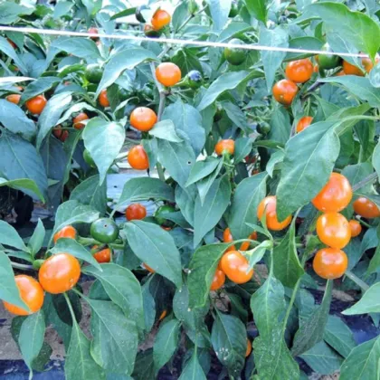 Chilli Korál oranžovej - Capsicum annuum - semená chilli - 15 ks