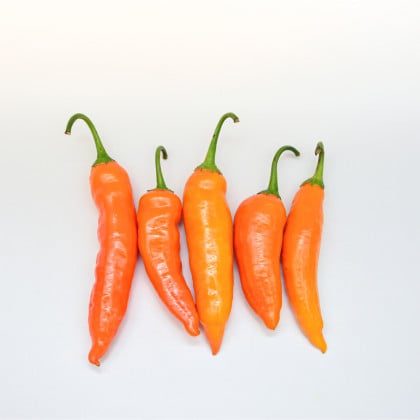 Chilli Aji Amarillo - Capsicum annuum - semená chilli - 7ks