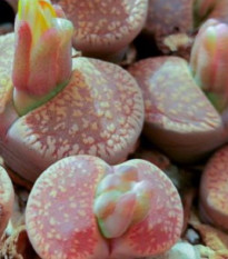 Lithops aucampiae Rudesheim Shiraz - semená lithopsu - 10 ks