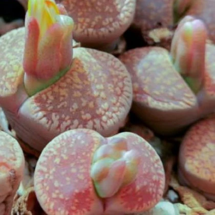 Lithops aucampiae Rudesheim Shiraz - semená lithopsu - 10 ks