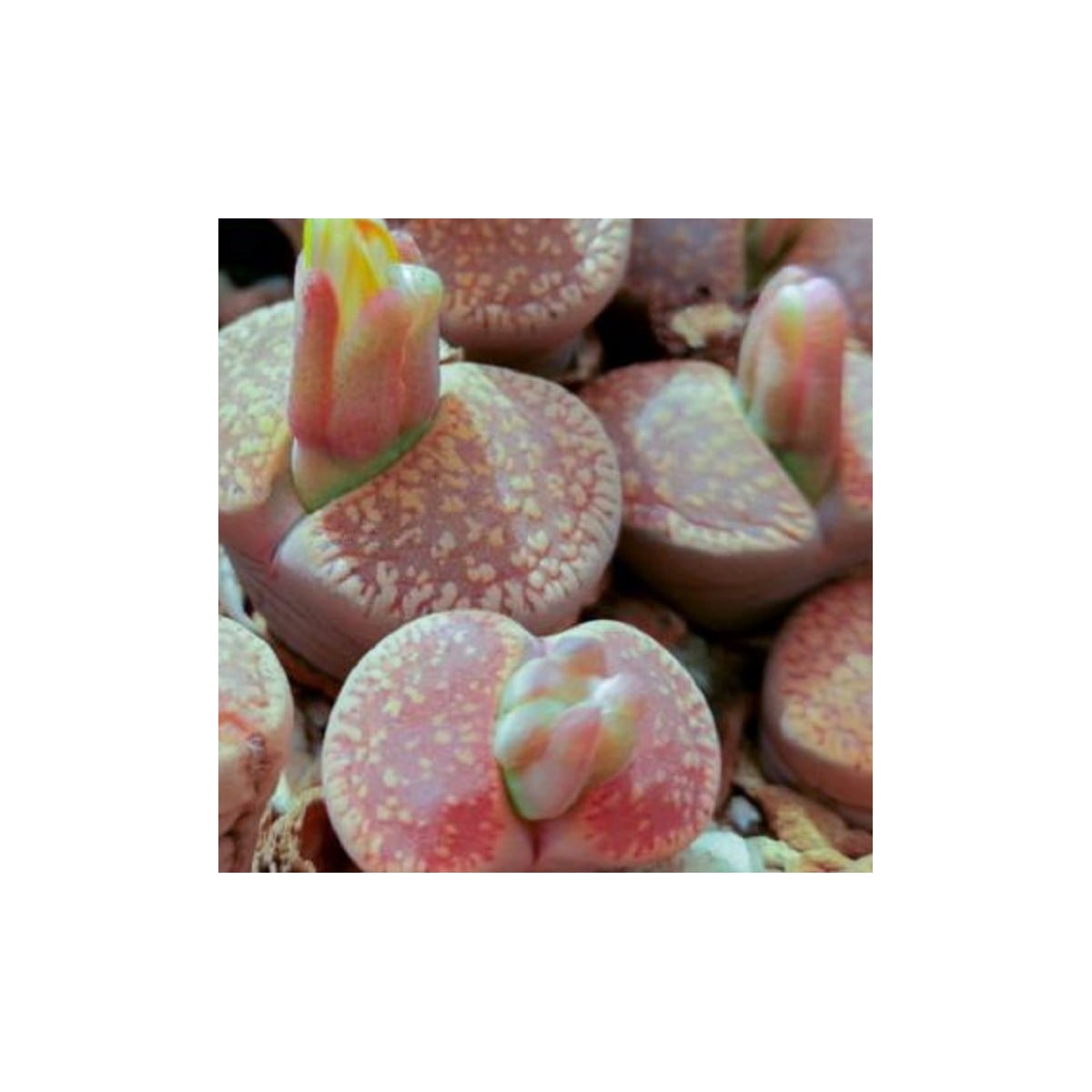 Lithops aucampiae Rudesheim Shiraz - semená lithopsu - 10 ks